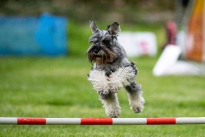 agility-3205-2.jpg